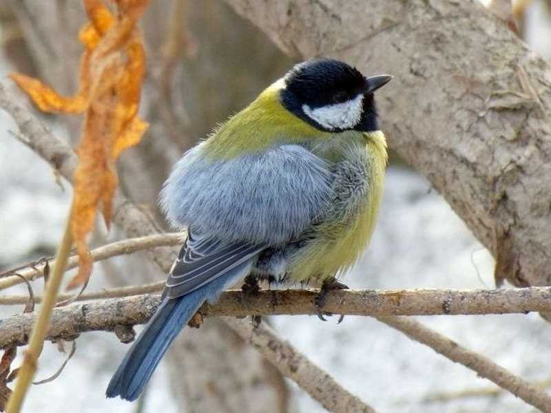 12 ноября ежегодно в России отмечается Синичкин день. 